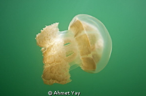 Jelly fish form Palau Jelly Fish Lake. by Ahmet Yay 